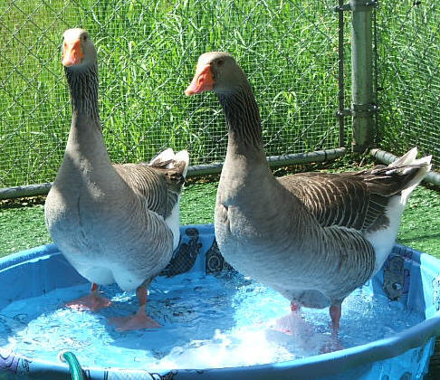 Majestic Waterfowl Sanctuary - Breed and Gender Identification of Geese